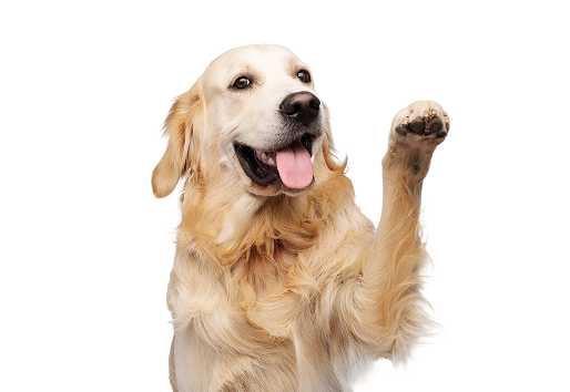 Golden retriever saludando